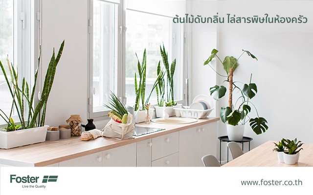 ต้นไม้ดับกลิ่น ไล่สารพิษในห้องครัว